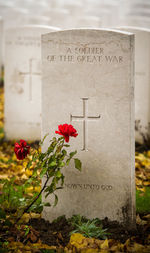 Close-up of text on plant at cemetery