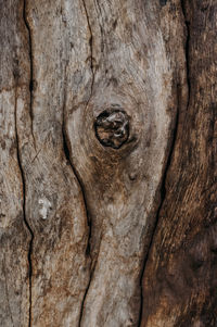 Full frame shot of tree trunk