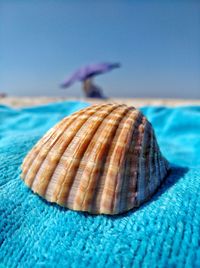 Close-up of seashell on beach