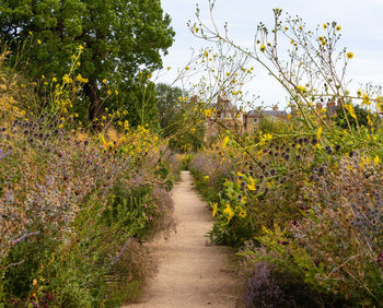 Footpath amidst plants and trees on field