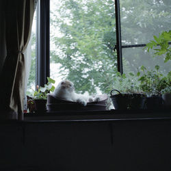 Cat resting on window sill at home