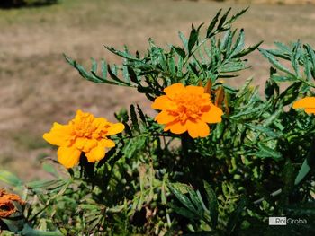 Close-up of orange flowering plant
