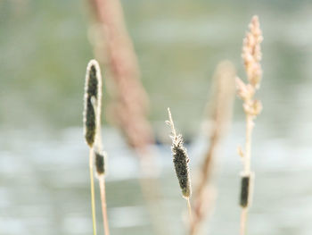 Close-up of plant against blurred background