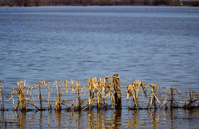 Scenic view of wooden posts in lake