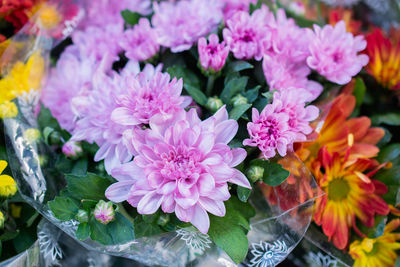 High angle view of pink flowering plants