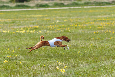 Basenji dog in