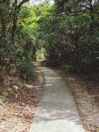 Footpath amidst trees in forest