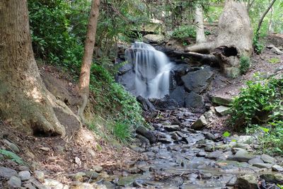 Waterfall in forest