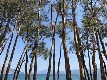 Low angle view of trees against sea