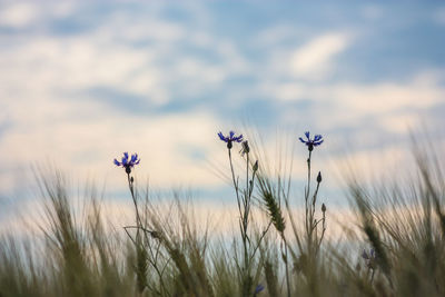 Close-up of purple flowering plants on field against sky