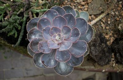 Close-up of succulent plant