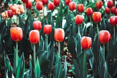 Close-up of red tulips in field