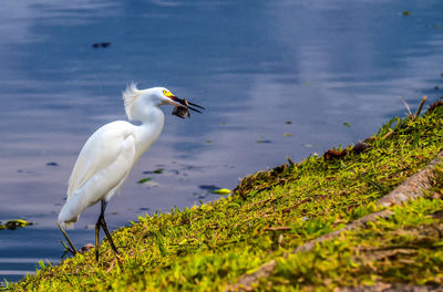 Close-up of white duck on lake