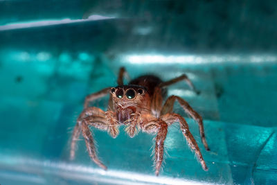 Close-up of spider