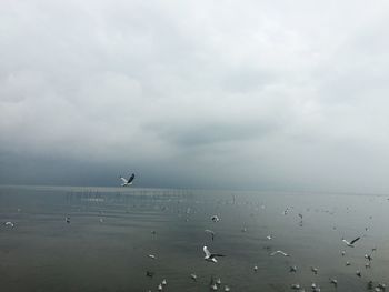 Birds flying over sea against sky