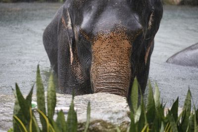 Close-up of elephant in water