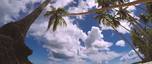 Low angle view of palm trees against sky