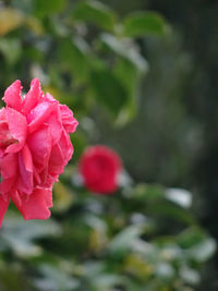 Close-up of pink rose plant