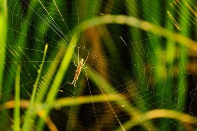 Close-up of spider on web