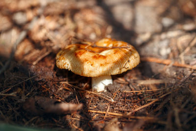 Close-up of dried mushroom growing on field