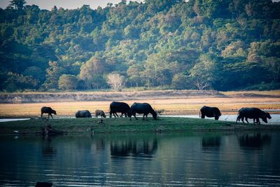 Horses in a lake
