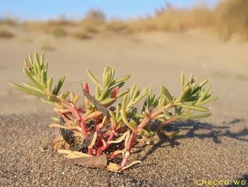 Close-up of plant growing on field during sunny day