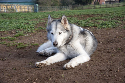 View of dog relaxing on field