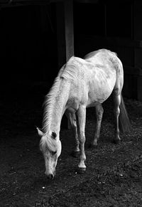 Horse grazing on land