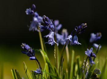 Close-up of purple flowering plant on field