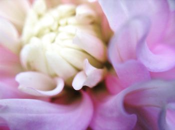 Macro shot of pink flower