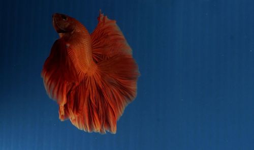 Close-up of fish swimming underwater