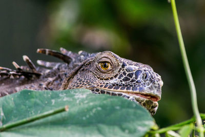 Close-up of lizard