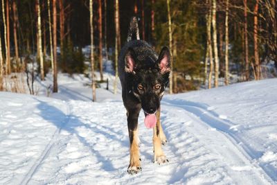Portrait of dog on snow field
