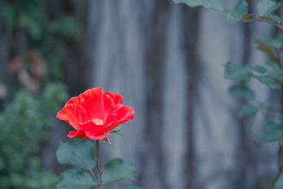 Close-up of red rose