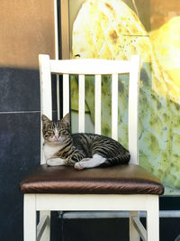 Cat sleeping on chair