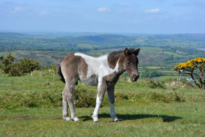 Dartmoor pony foal on whitchurch common in dartmoor national park, near tavistock, devon, england