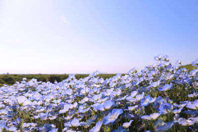 Close-up of fresh flowers blooming in field against clear blue sky