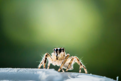 Close-up of crab on leaf