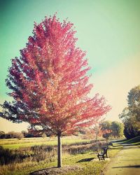 Flower tree against sky