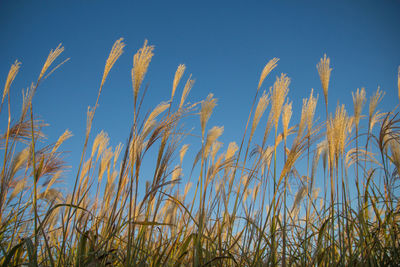 Low angle view of stalks against blue sky