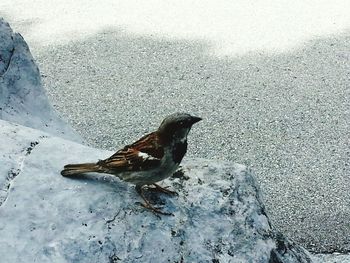 High angle view of bird perching on snow