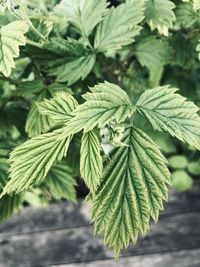 Close-up of fresh green leaves