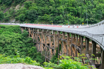 Train on bridge in forest