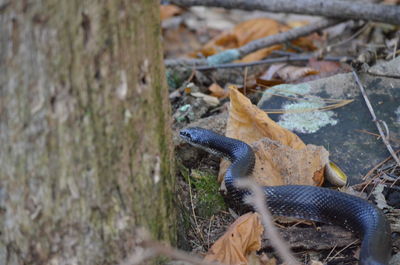 High angle view of a lizard on field