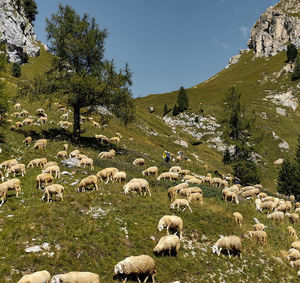 Sheep in the dolomites 
