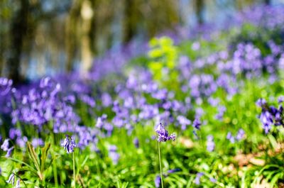 Close-up of purple flowering plants on field