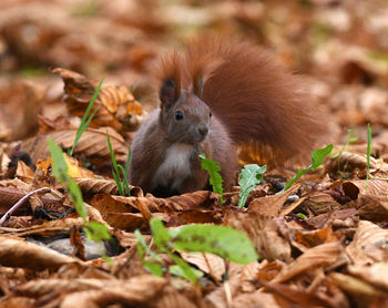 Close-up of squirrel