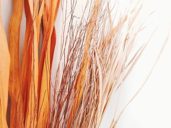 Close-up of wheat against orange background