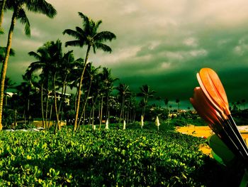 Close-up of palm trees against cloudy sky