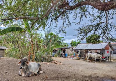 Sheep by tree against sky